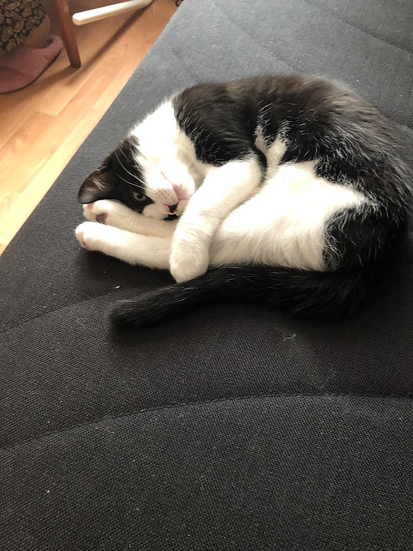 Purrfect solutions cattery photo 3