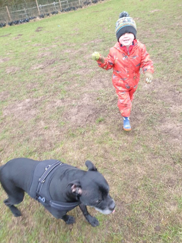 Hev's Happy Hounds