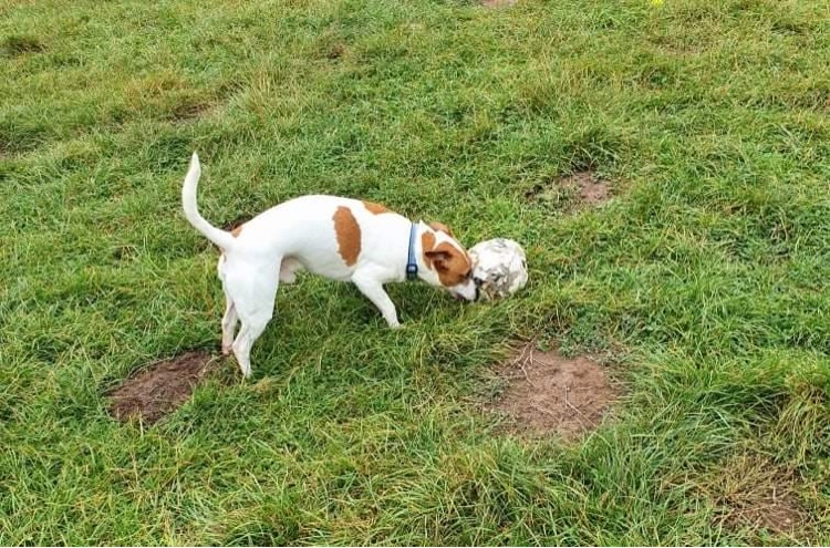 Hev's Happy Hounds photo 2