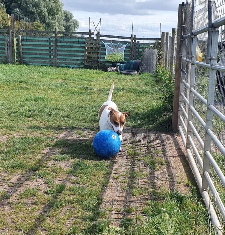 Hev's Happy Hounds photo 1