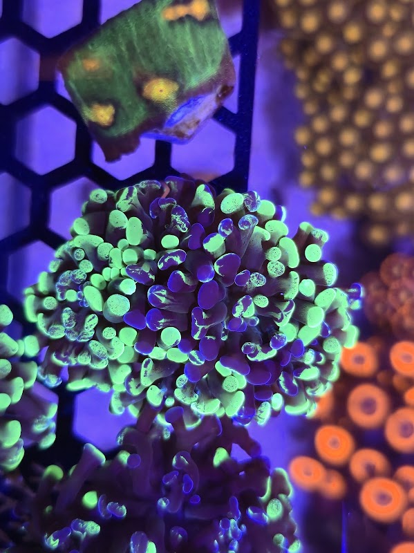Reefgro - Aquacultured Coral Frag Farm photo 1