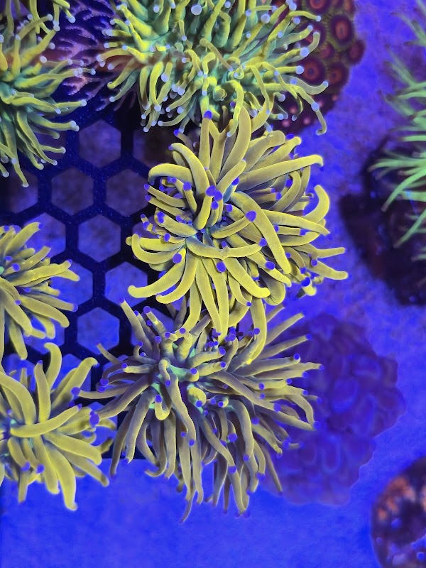 Reefgro - Aquacultured Coral Frag Farm photo 3