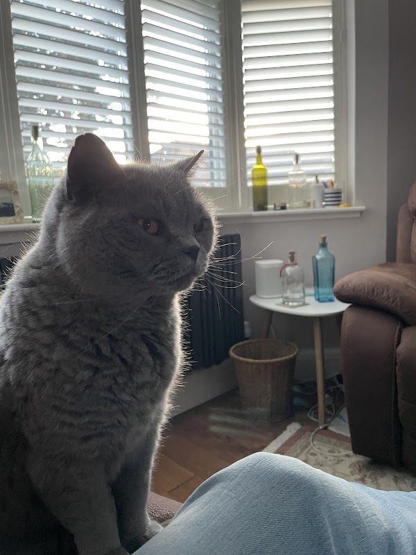 Country Club Cattery
