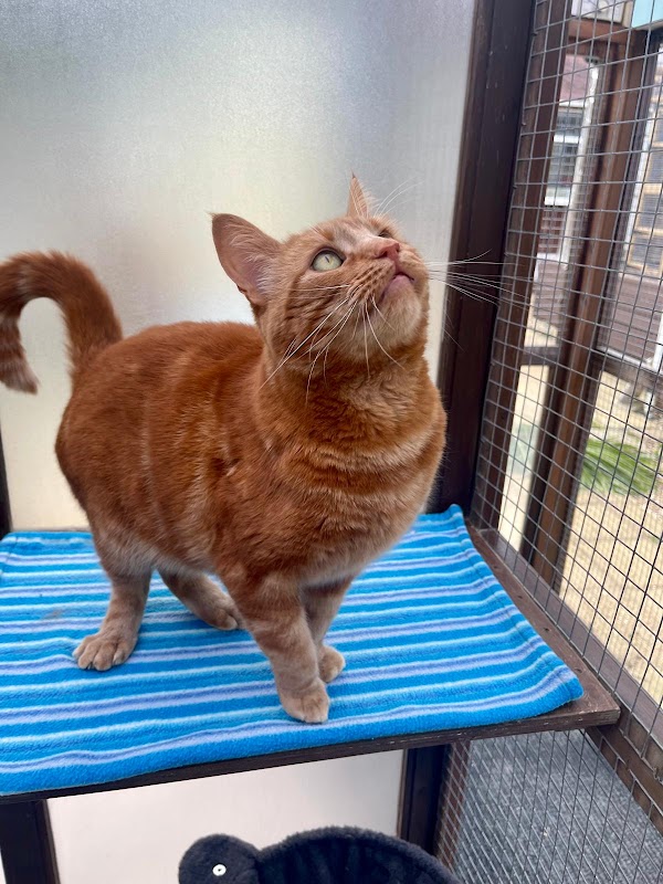 Pury End Cattery photo 3