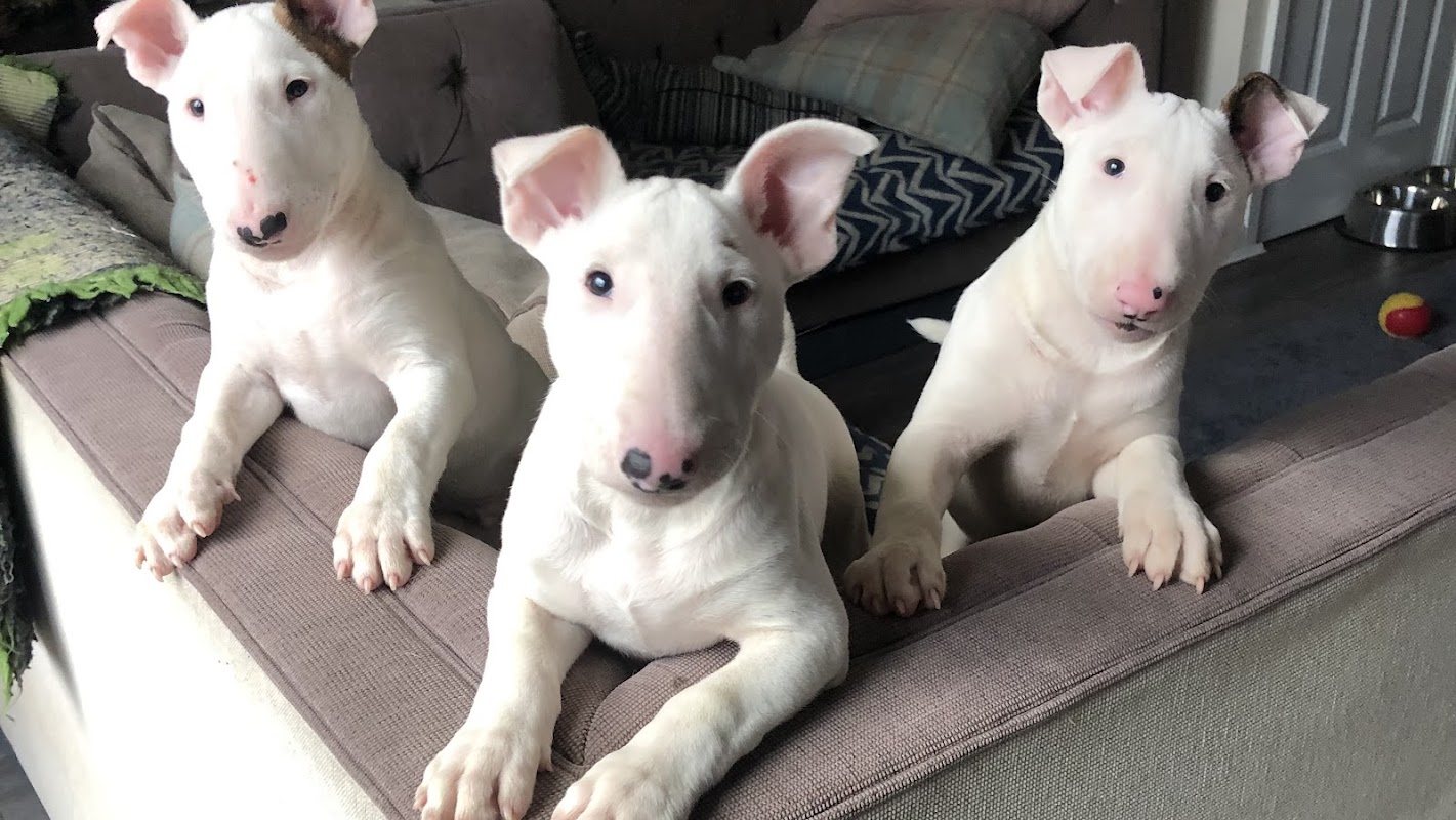 Earlsgrave Bull Terriers