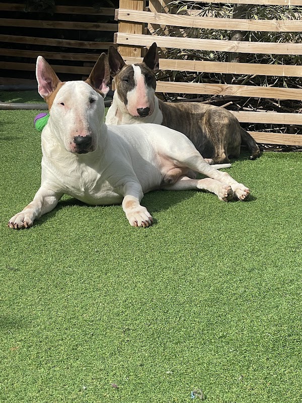 Earlsgrave Bull Terriers photo 1