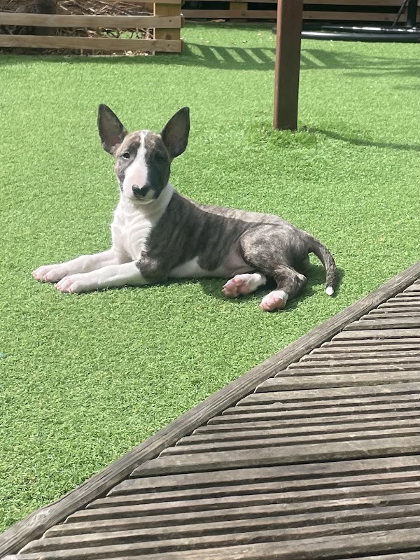 Earlsgrave Bull Terriers photo 2