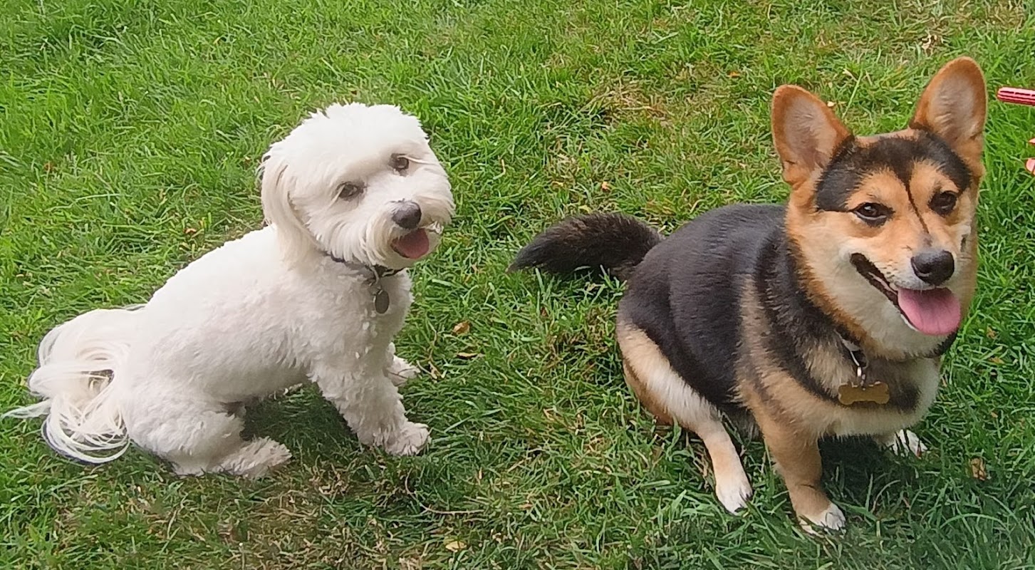 D&D's Doggie Digz