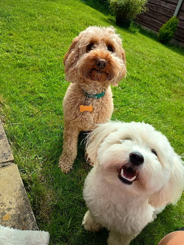 D&D's Doggie Digz photo 2