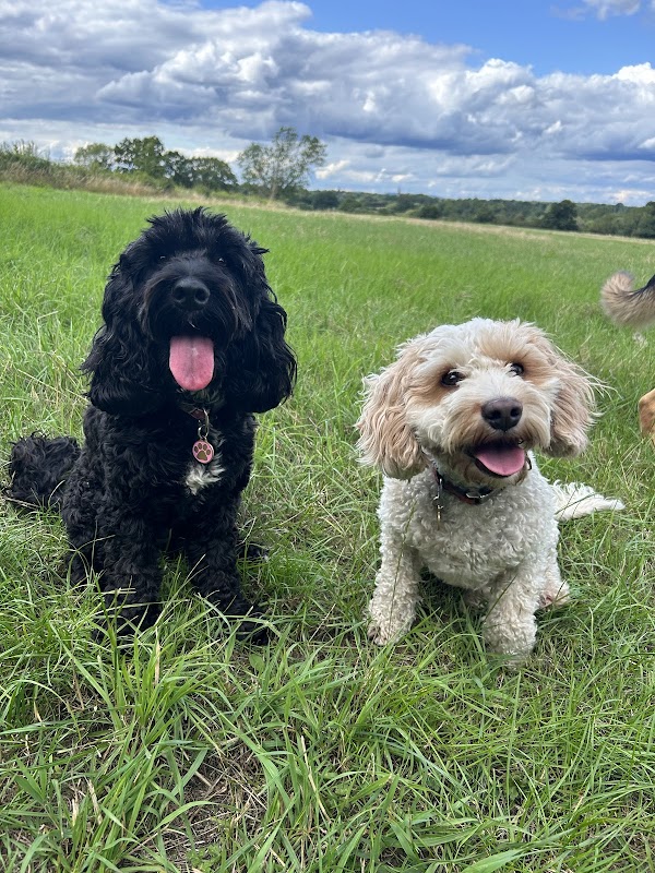Canine care — breeder photo