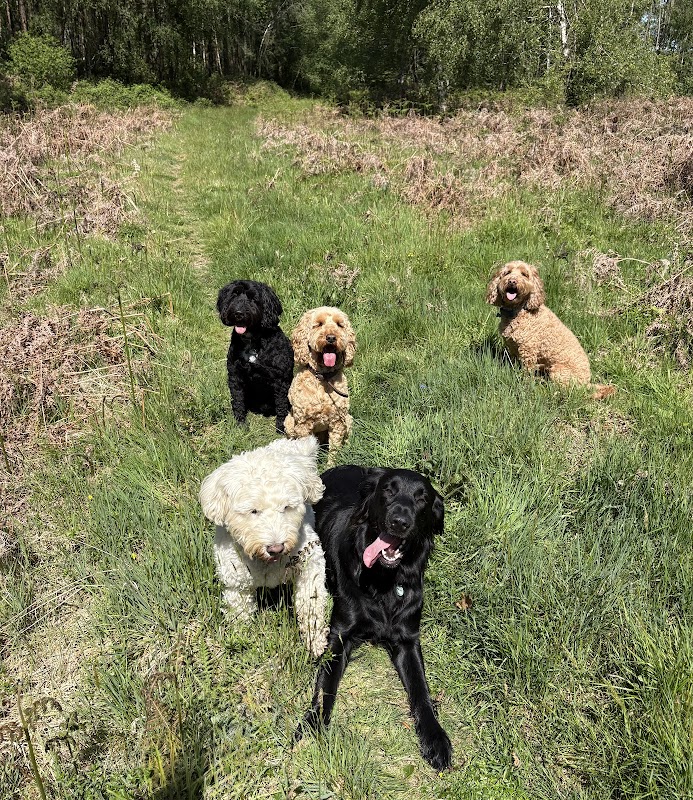 Canine care photo 3