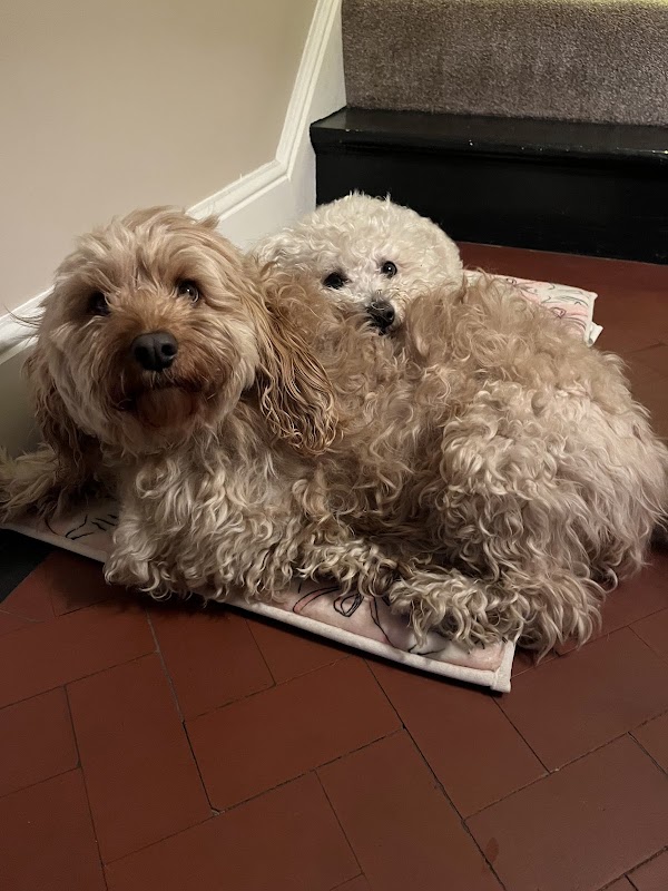 Kellys Kennels photo 2