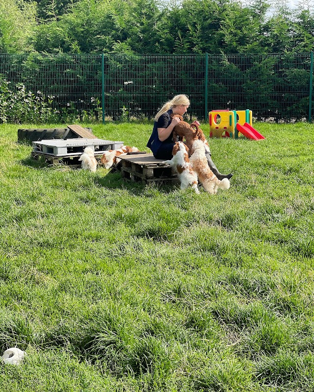 Kellys Kennels photo 3