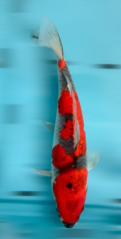 Kirky's Koi photo 1