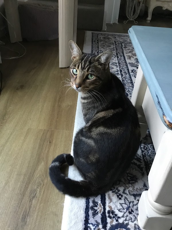 Country Cats Cattery