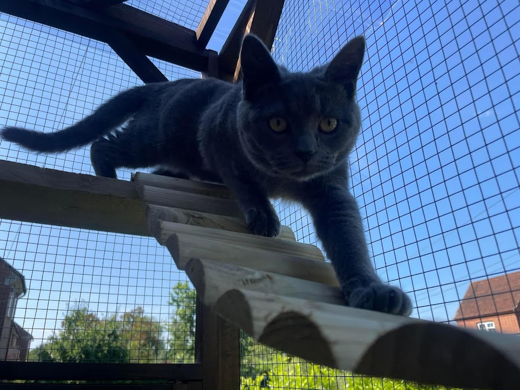Country Cats Cattery photo 3