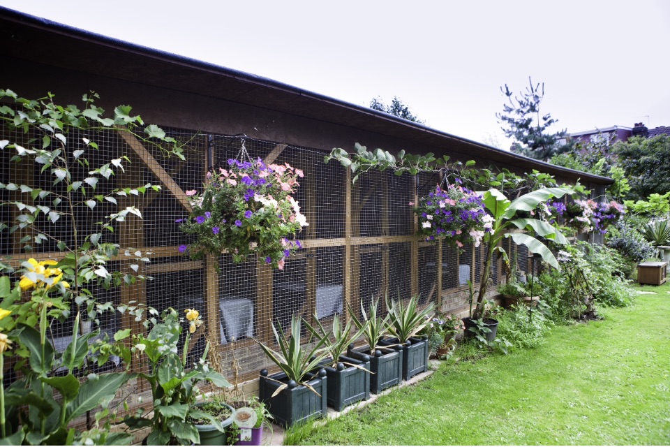 Creature Comforts Cattery photo 3