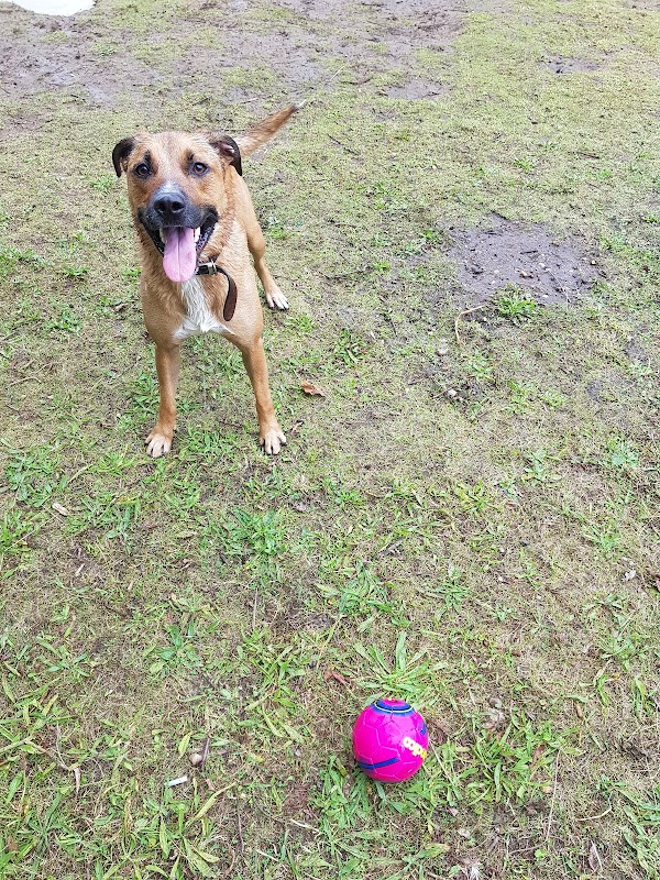 Alexiane Home From Home Kennels photo 2