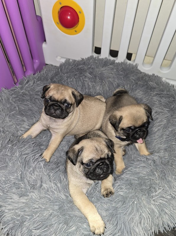 Surrey Pawsome Pups