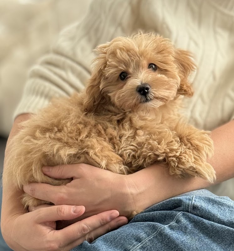 Surrey Pawsome Pups photo 1