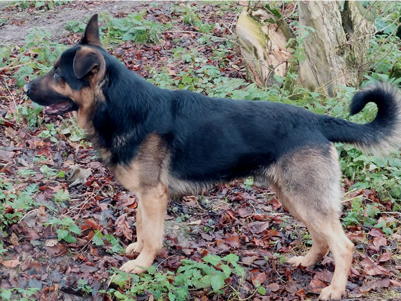 Shadow Squad Dog Breeding