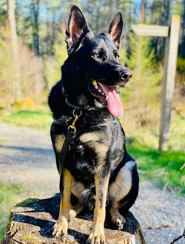 Shadow Squad Dog Breeding photo 1