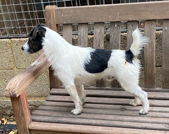 Shadow Squad Dog Breeding photo 2