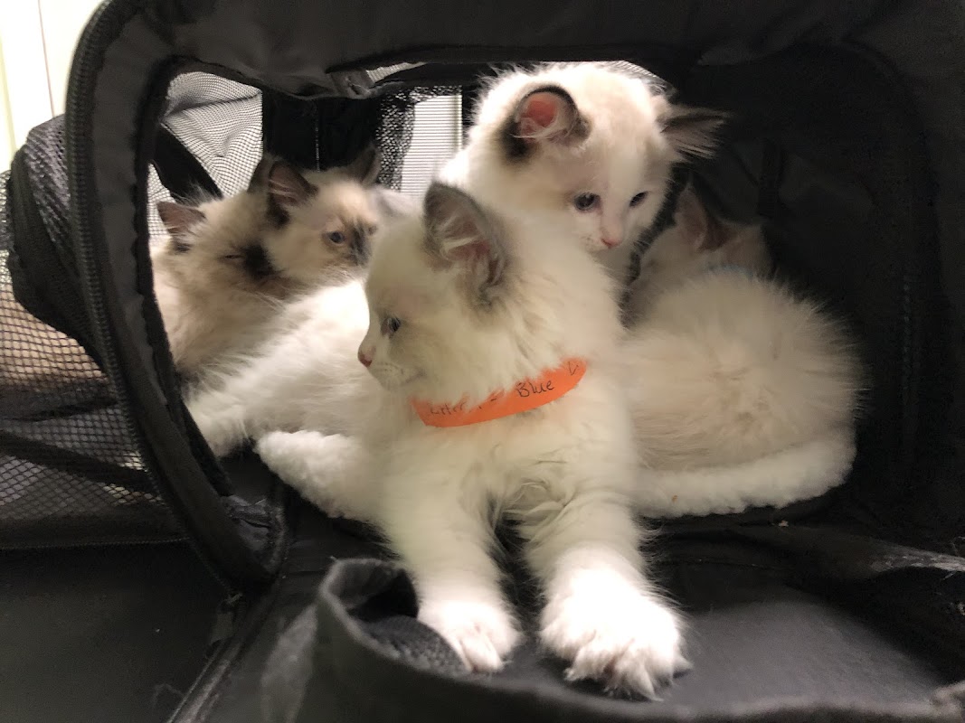 Ragdoll Cat Breeder photo 2