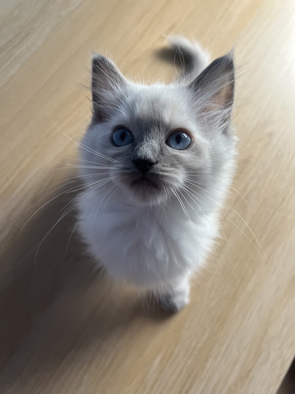 Ragdoll Cat Breeder photo 3