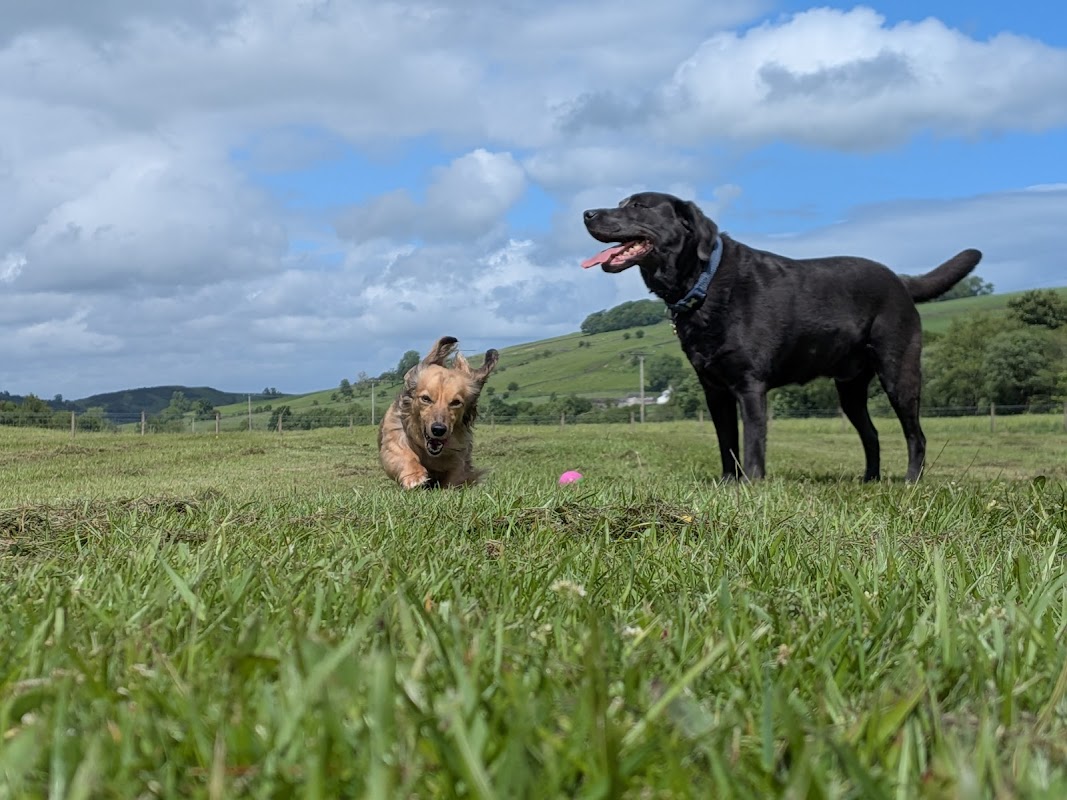 The Dogs House photo 1