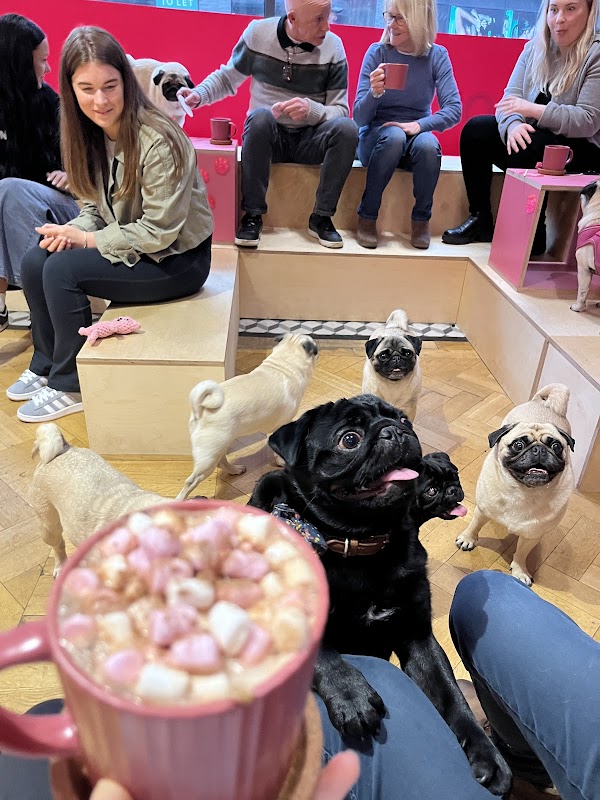 CuppaPug photo 2