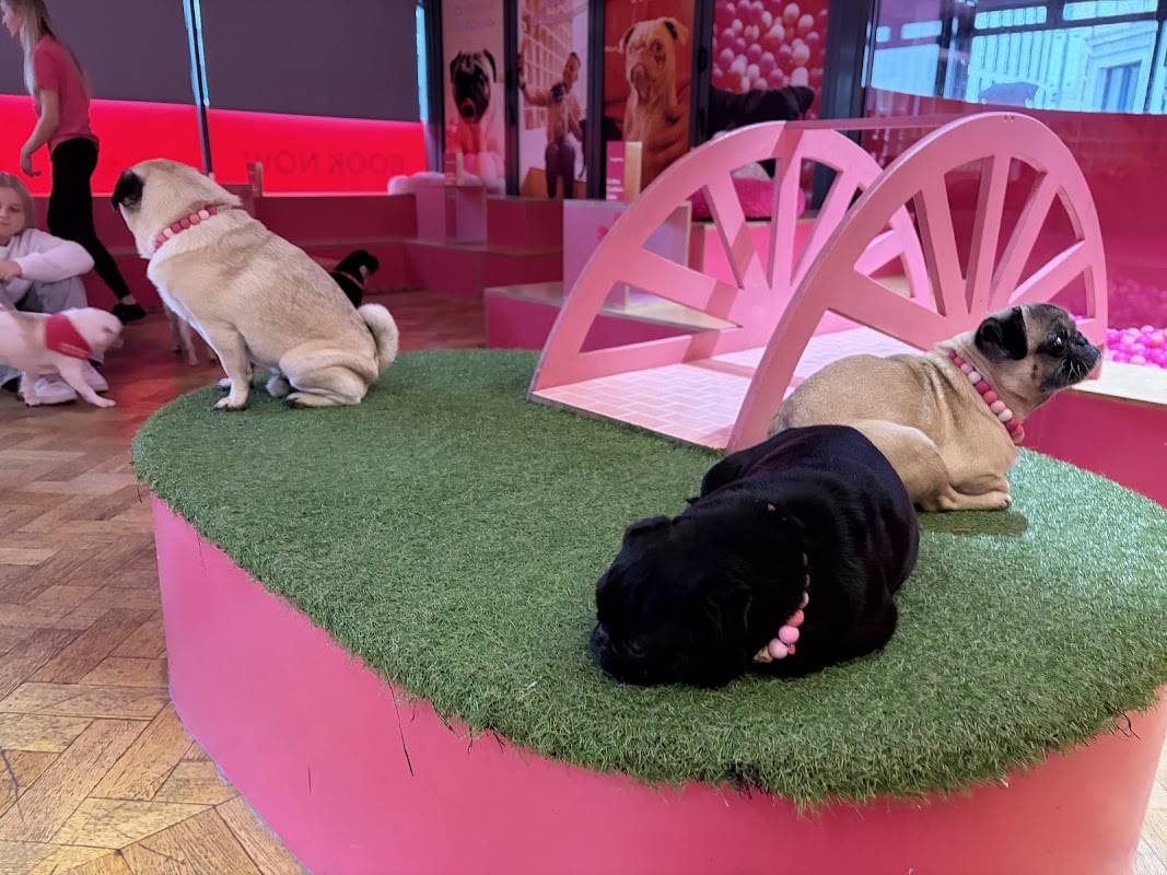 CuppaPug photo 3