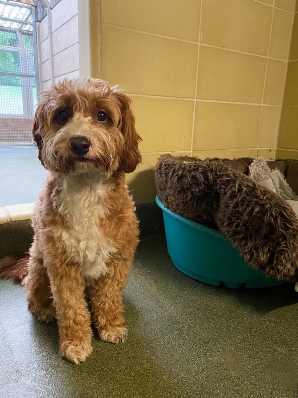 Leander Kennels — photo from Google Places