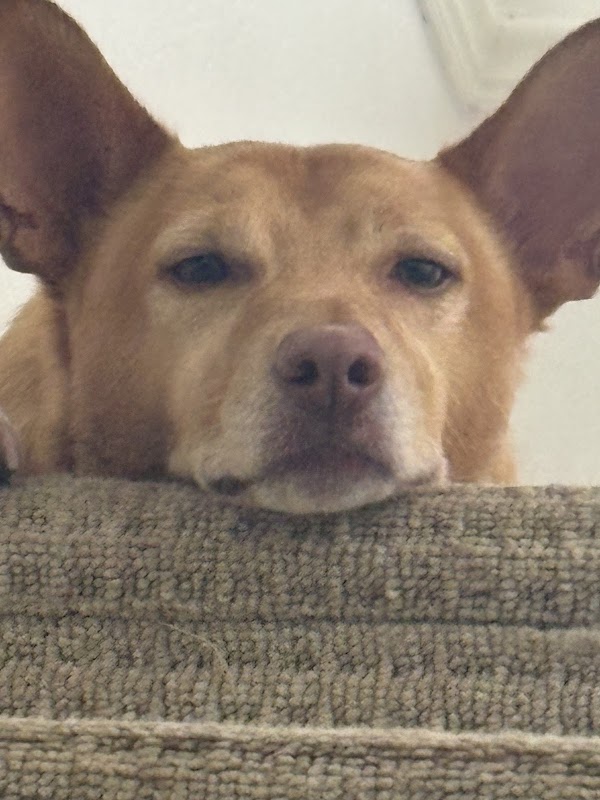 Springfield Kennels — breeder photo