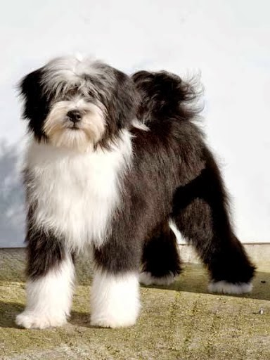 Tibetan Terrier Dogs — breeder photo