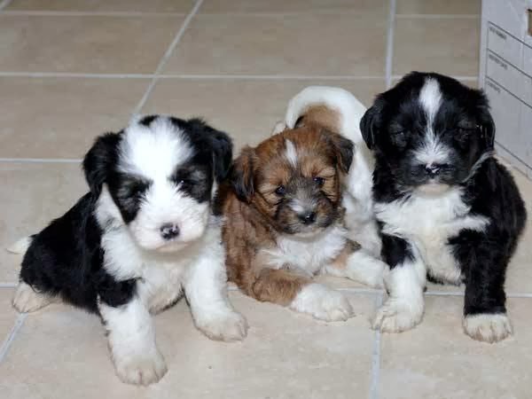 Tibetan Terrier Dogs photo 1