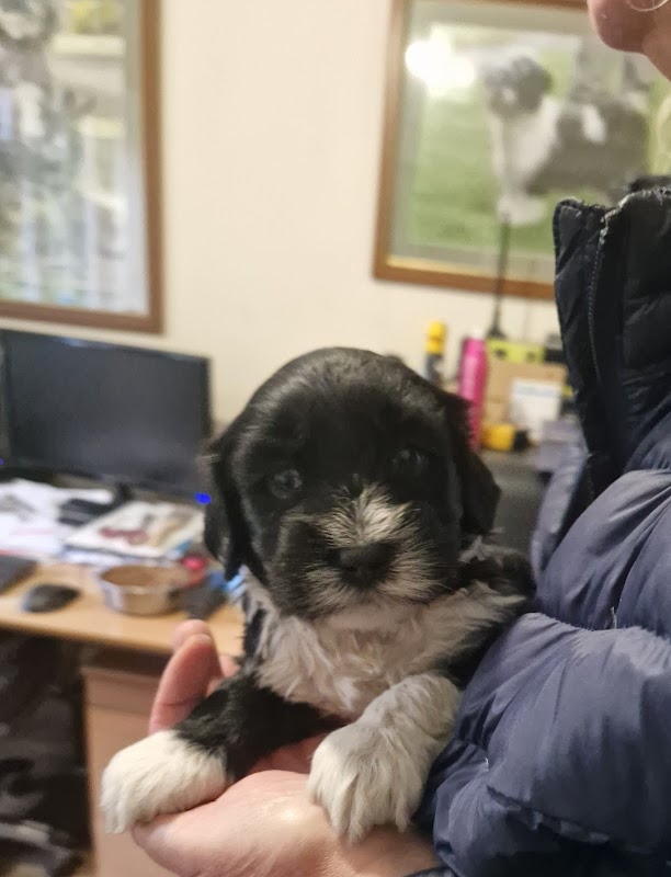 Tibetan Terrier Dogs photo 3