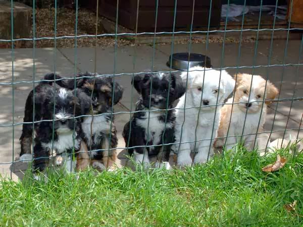 Tibetan Terrier Dogs photo 5