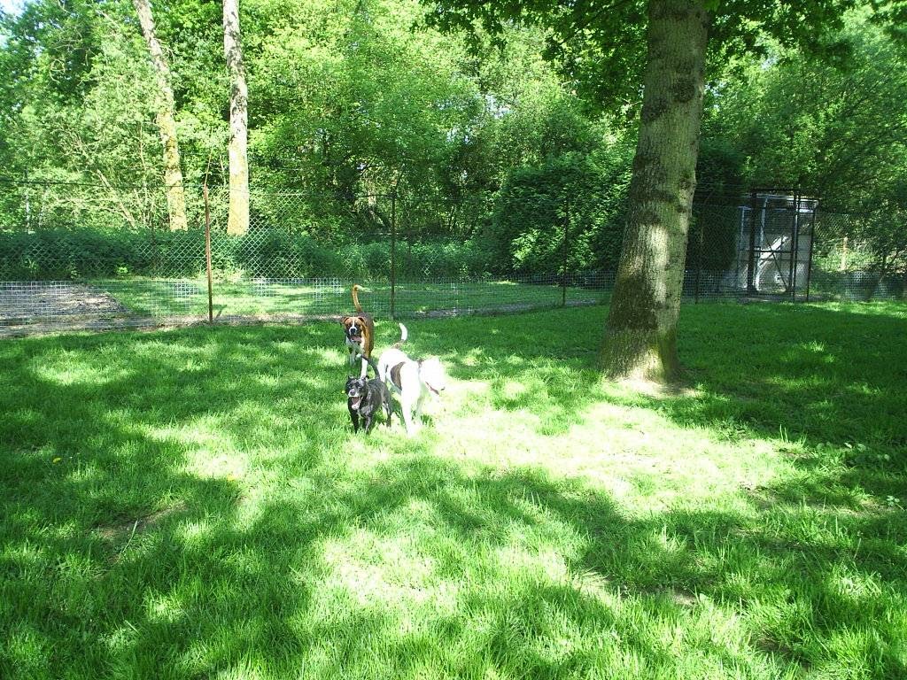 Old Oast Kennels photo 4