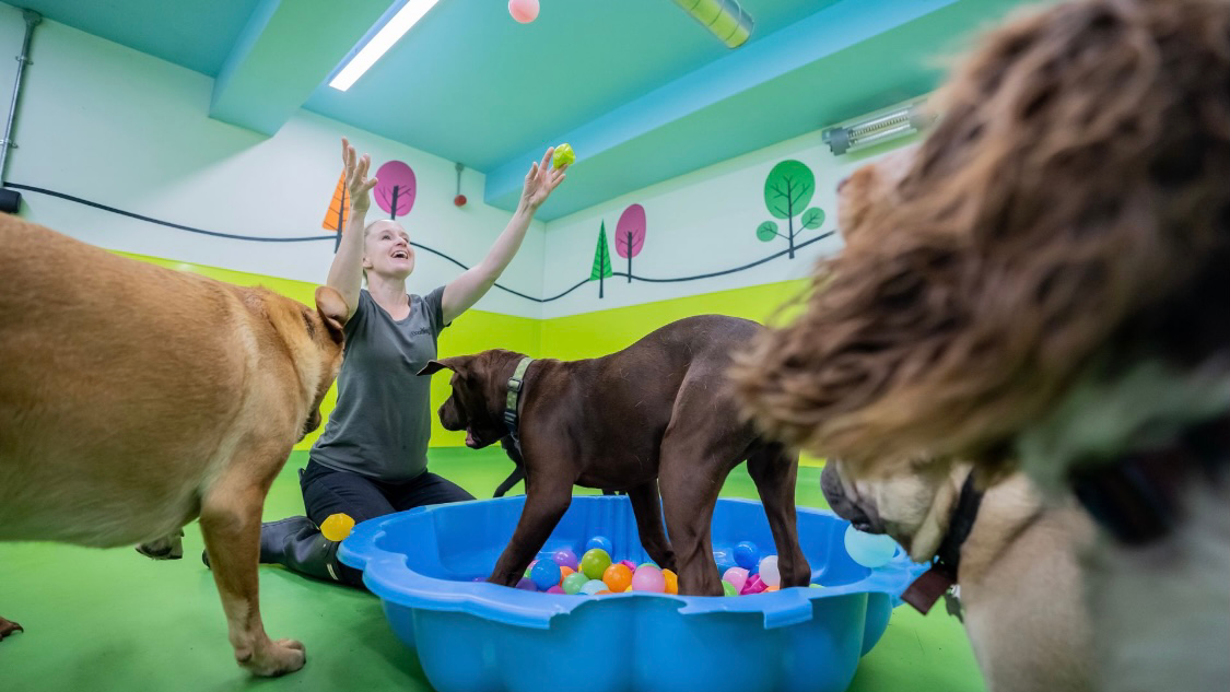Doodley Dogs Storrington — photo from Google Places