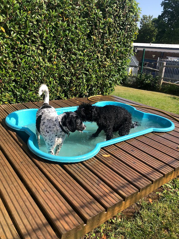 Doodley Dogs Storrington photo 2