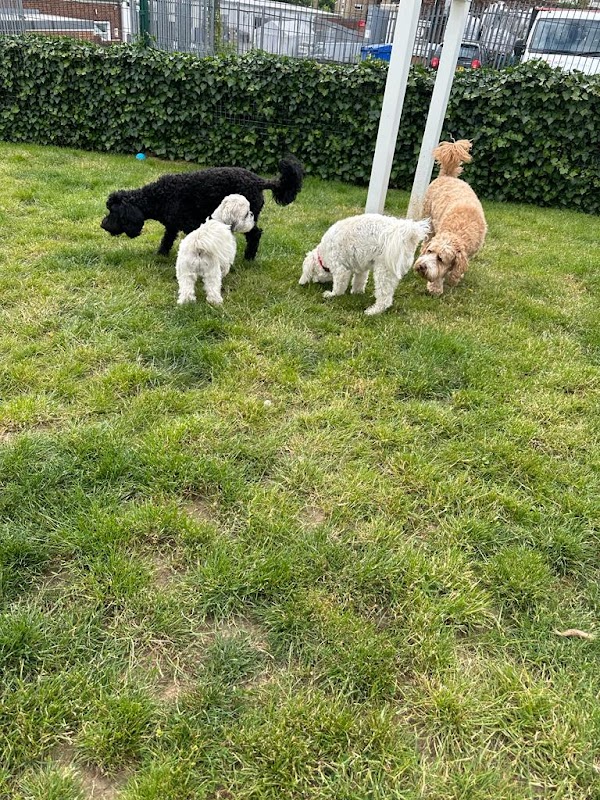 Doodley Dogs Storrington photo 5