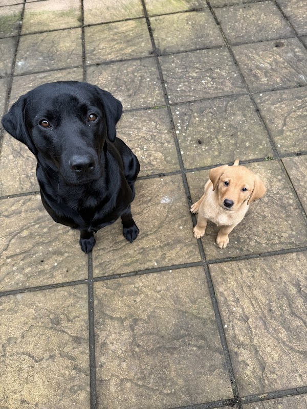 DrakesGreen Gun Dogs — breeder photo