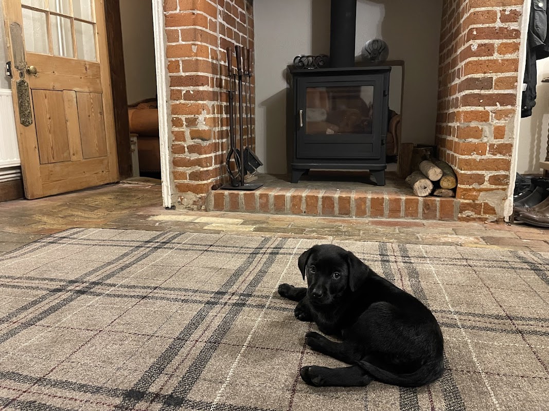 DrakesGreen Gun Dogs photo 4