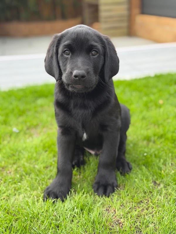 DrakesGreen Gun Dogs photo 5