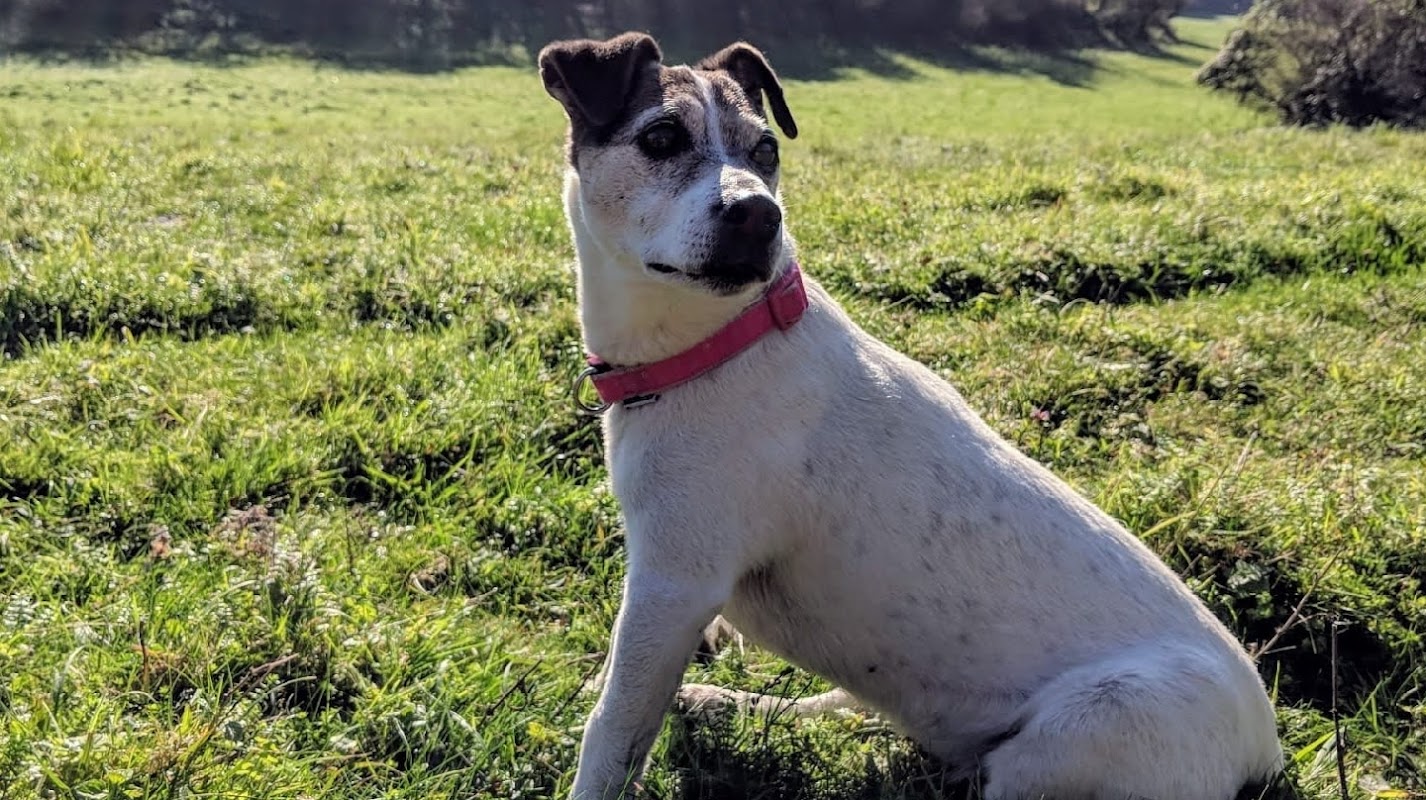 Hazel's Happy Hounds — breeder photo