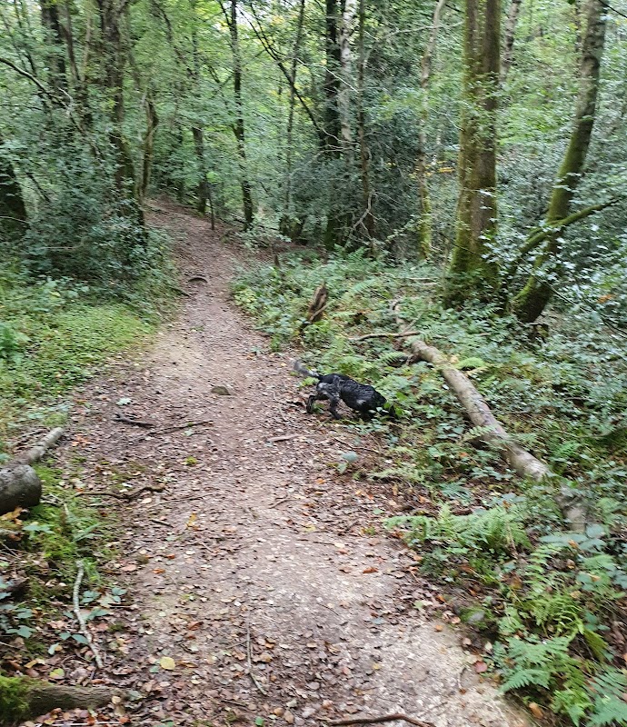 Hazel's Happy Hounds photo 4