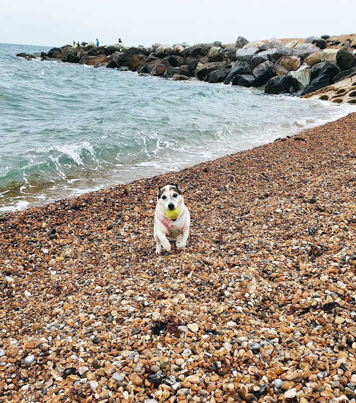 Hazel's Happy Hounds photo 2