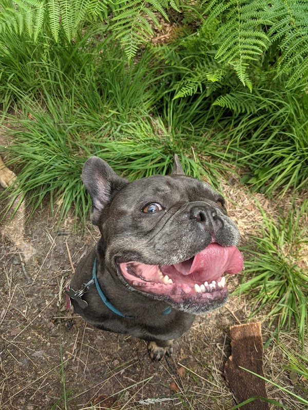 Hazel's Happy Hounds photo 3