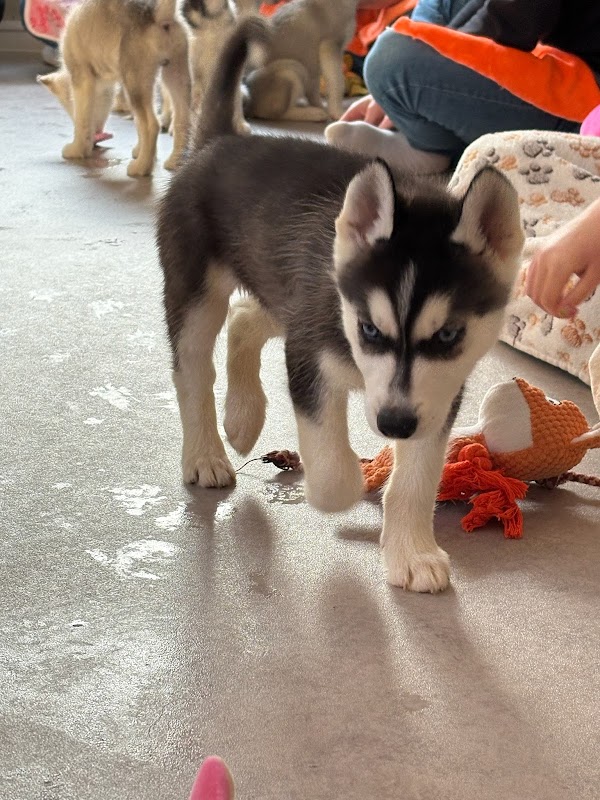 Puppy therapy sussex — photo from Google Places